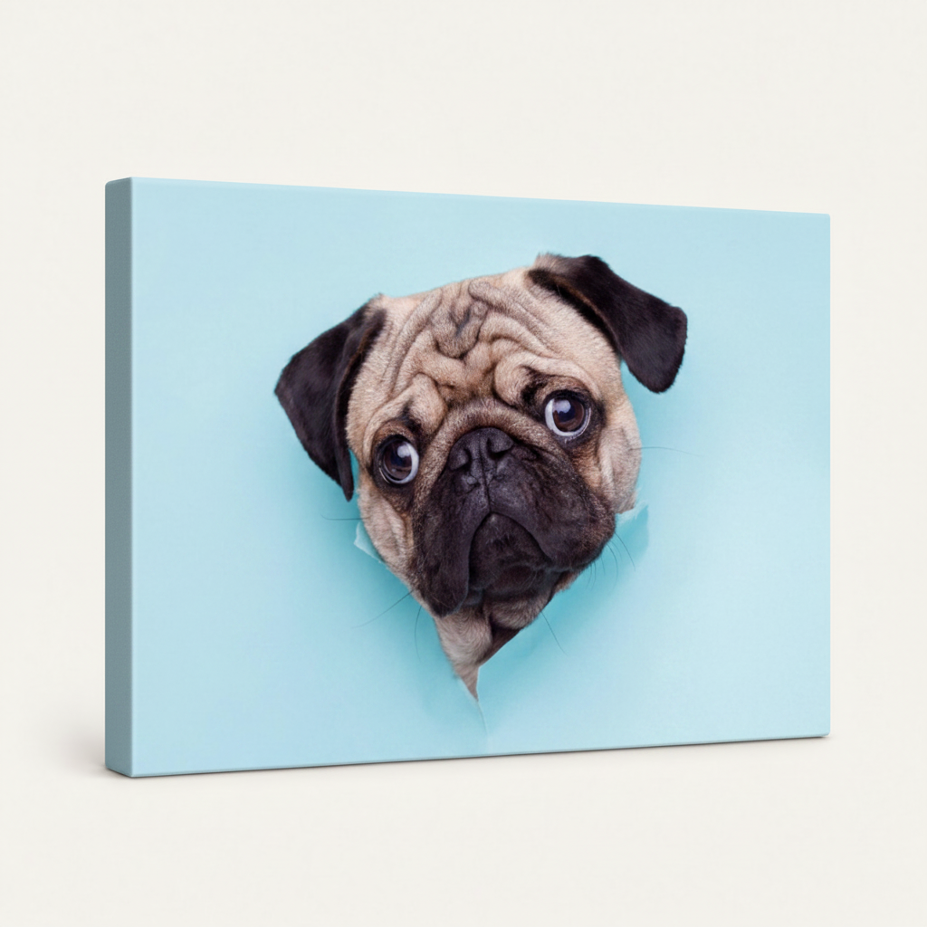 Gallery-wrapped pug canvas showing light blue color-wrapped edges, angled view on white background