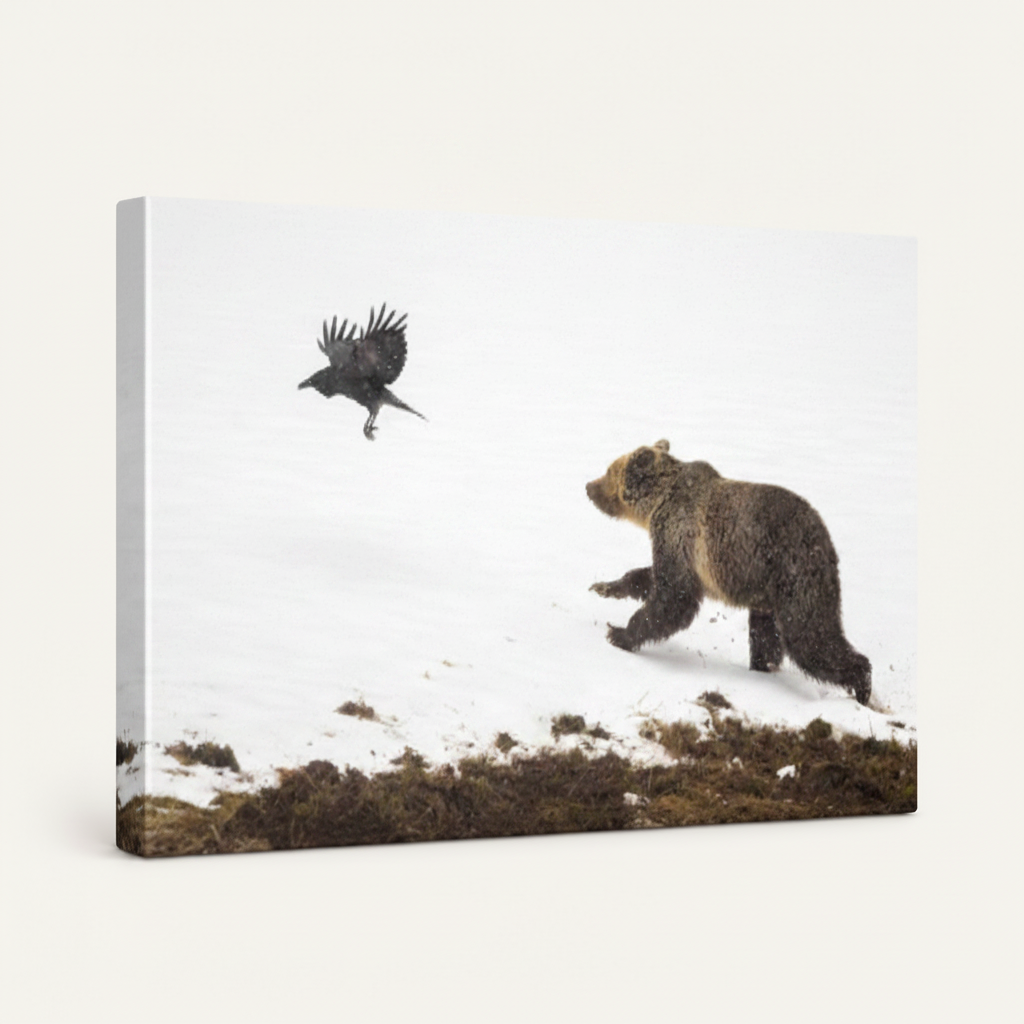 Gallery-wrapped canvas art print of bear and raven winter wildlife scene viewed from a 45-degree angle